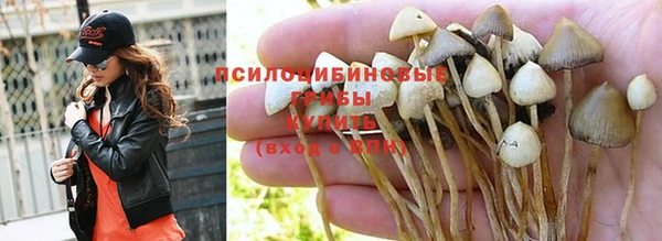 крисы Баксан